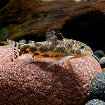 Ceara Bulldog Cory Catfish – Aspidoras Raimundi