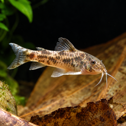 Ceara Bulldog Cory Catfish – Aspidoras Raimundi