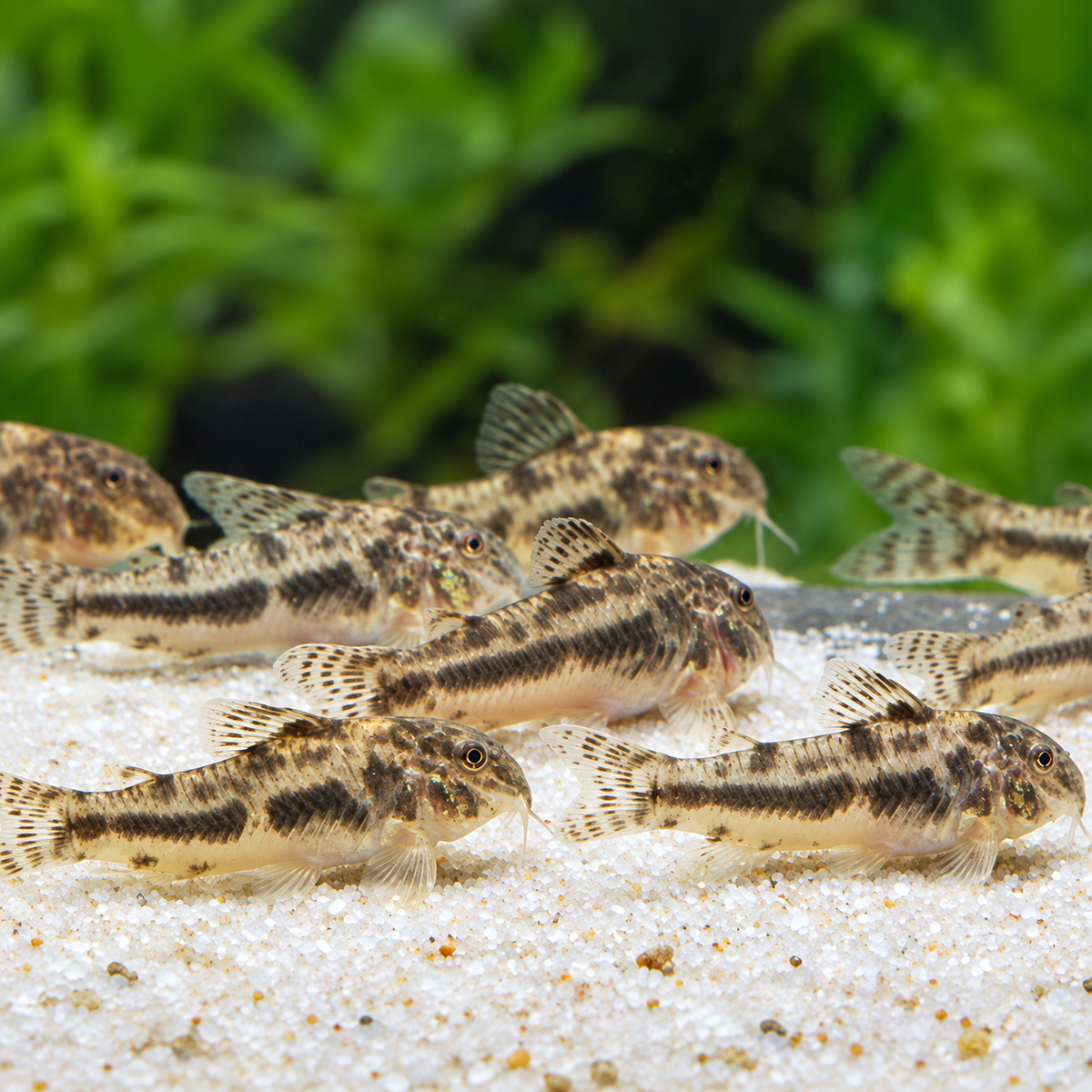 Ceara Bulldog Cory Catfish – Aspidoras Raimundi