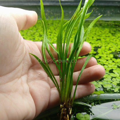 Corkscrew Vesuvius Sword Aquarium Plant