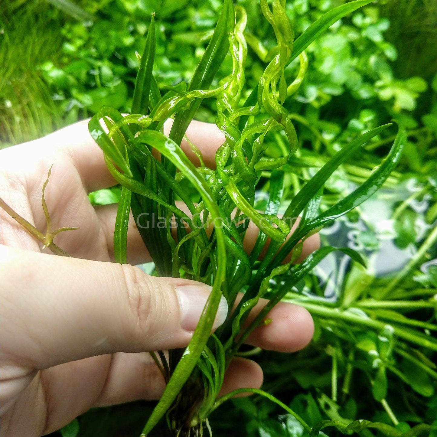 Corkscrew Vesuvius Sword Aquarium Plant