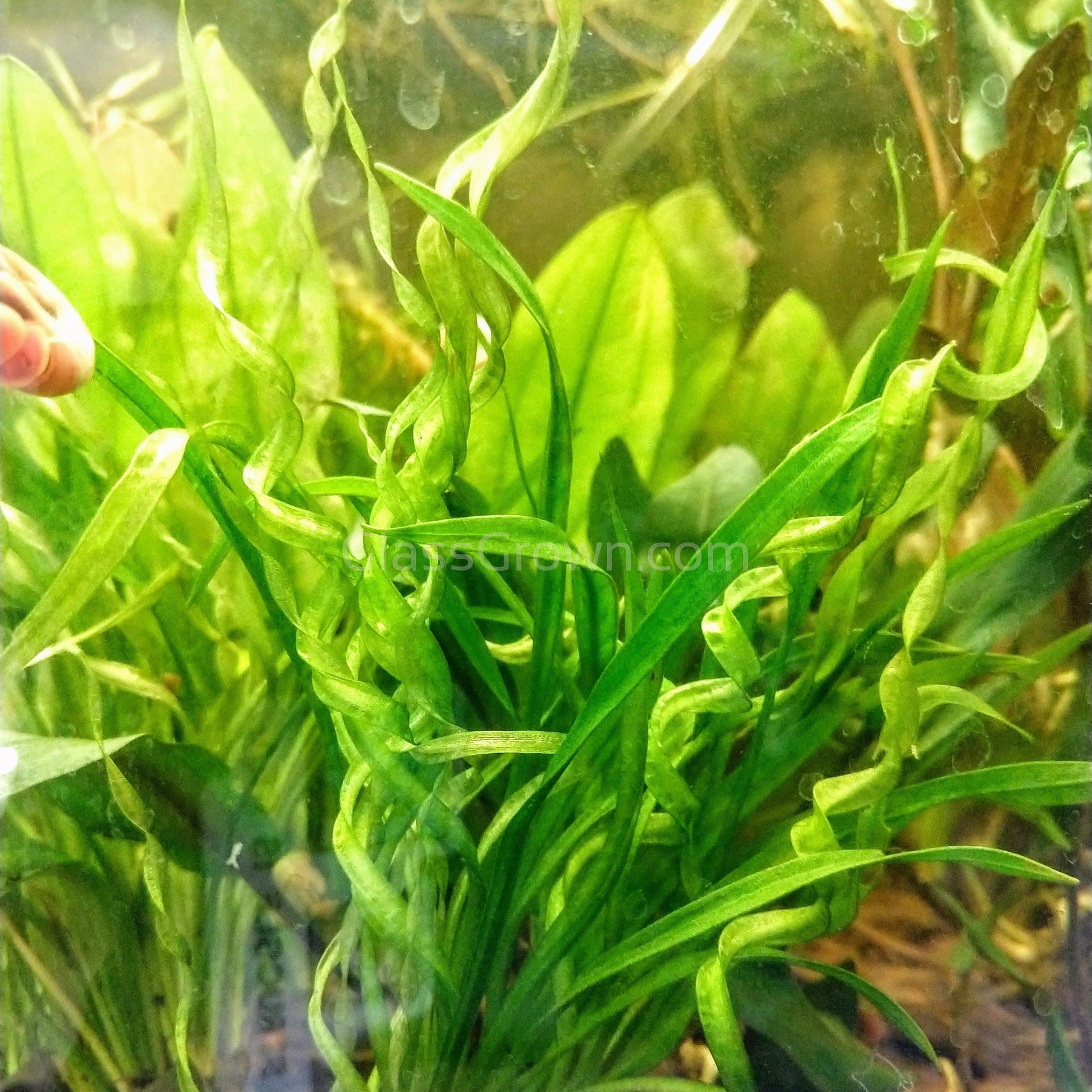 Corkscrew Vesuvius Sword Aquarium Plant