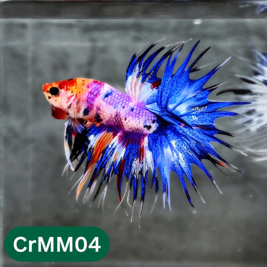 Crowntail Multicolor Male Betta Fish | High Grade | You Pick Fish |