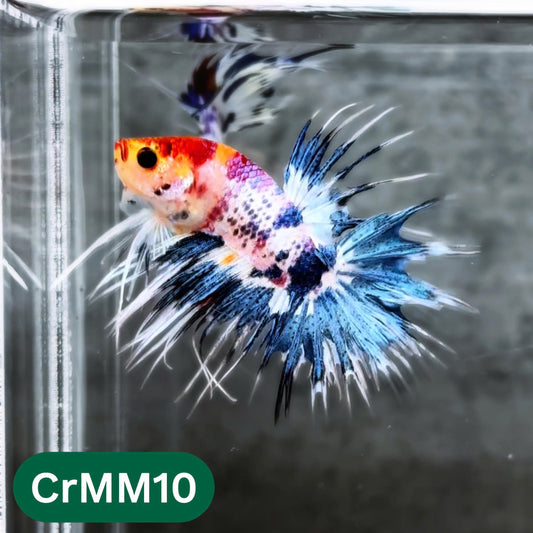 Crowntail Multicolor Male Betta Fish | High Grade | You Pick Fish |