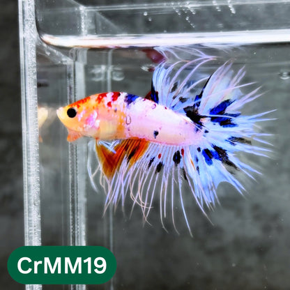 Crowntail Multicolor Male Betta Fish | High Grade | You Pick Fish |