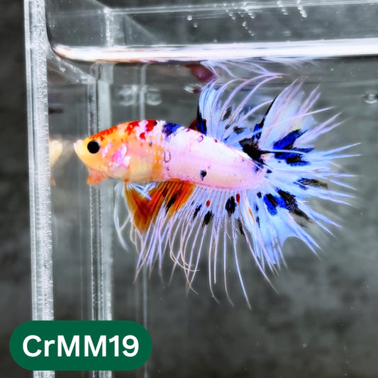 Crowntail Multicolor Male Betta Fish | High Grade | You Pick Fish |