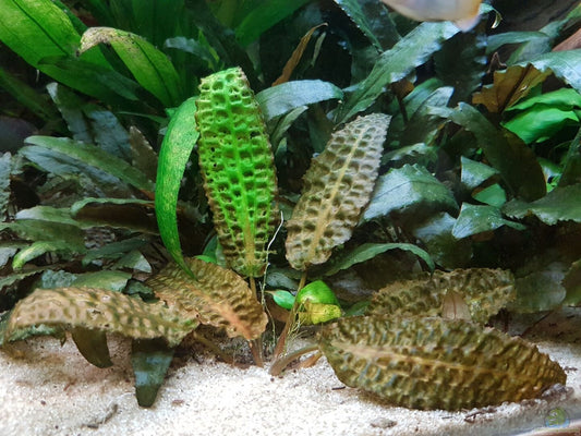 Cryptocoryne Hudoroi Aquatic Plant