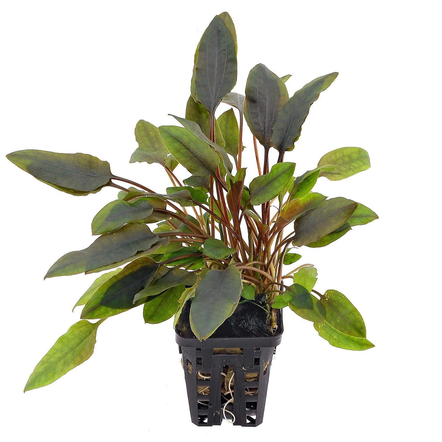 Cryptocoryne Lutea Aquatic Plant