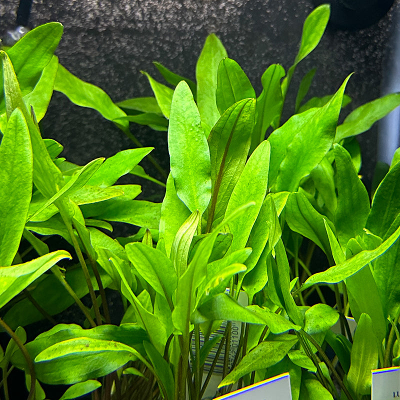 Cryptocoryne Lutea Aquatic Plant