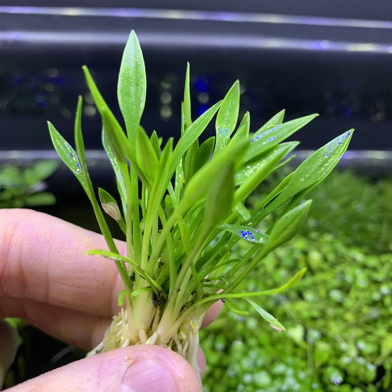 Cryptocoryne Parva Aquatic Plant