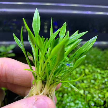 Cryptocoryne Parva Aquatic Plant