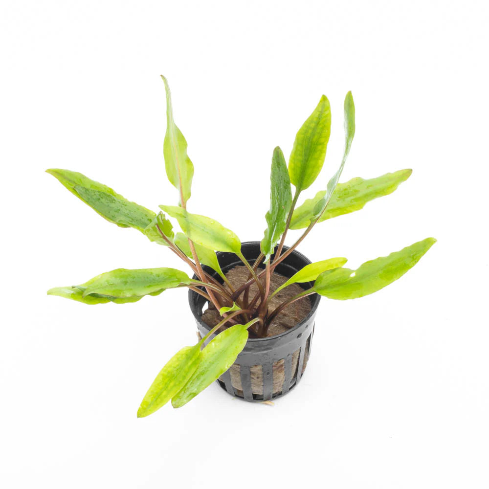 Cryptocoryne Sri Lanka Aquatic Plant