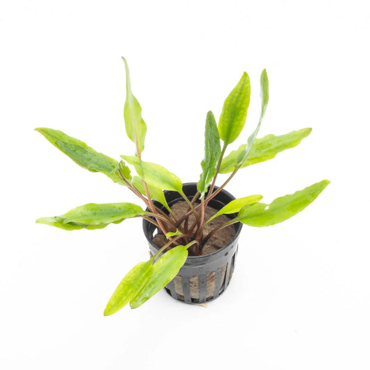 Cryptocoryne Sri Lanka