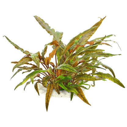 Cryptocoryne Undulata