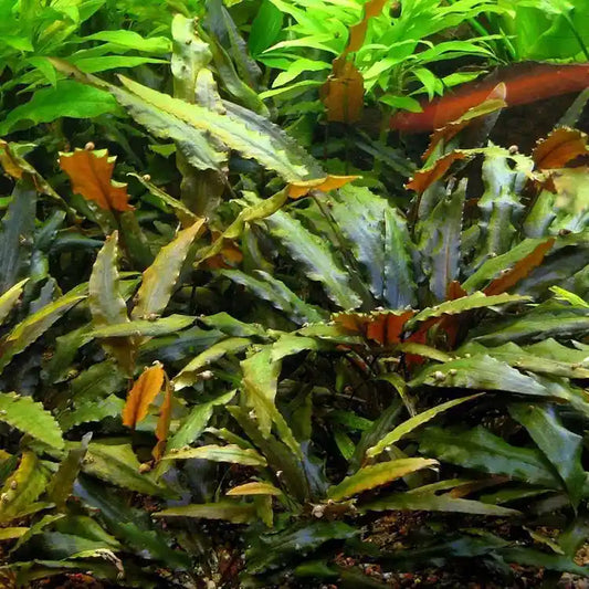 Cryptocoryne Undulata