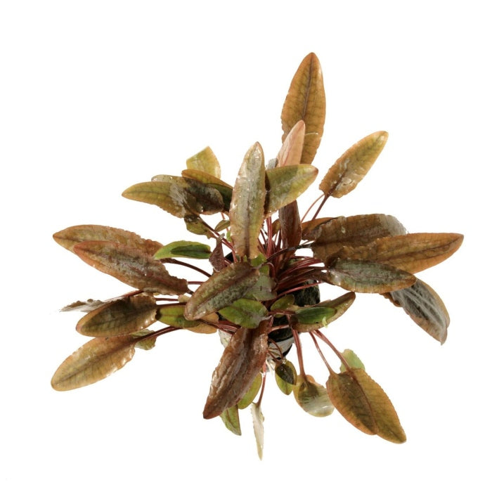 Cryptocoryne Wendtii Brown