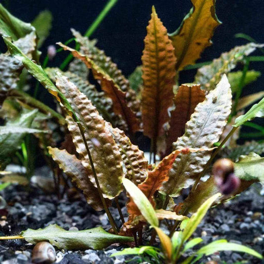 Cryptocoryne Wendtii Brown