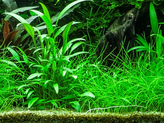 Cryptocoryne Willisii Aquatic Plant