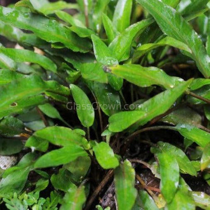 Cryptocoryne Wendtii "Green" Aquarium Plant