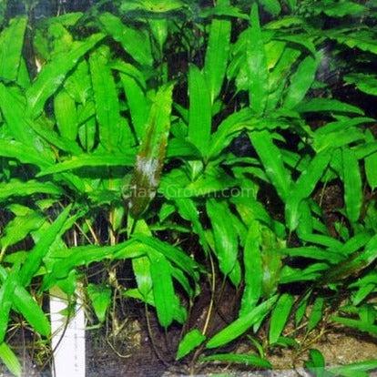 Cryptocoryne Wendtii "Green" Aquarium Plant