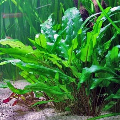 Cryptocoryne Wendtii "Green" Aquarium Plant