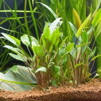 Cryptocoryne Wendtii "Red" Aquarium Plant