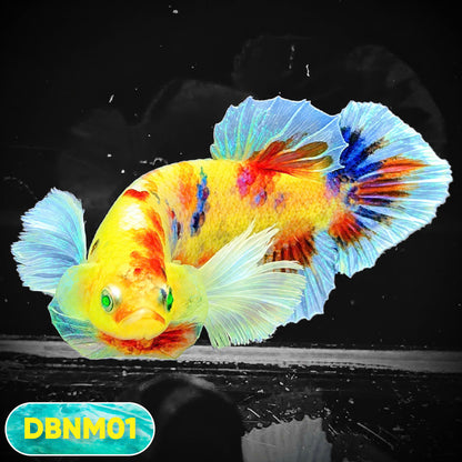 Dumbo Neno Neon Plakat Male Betta Fish | Neon Betta | You Pick Fish