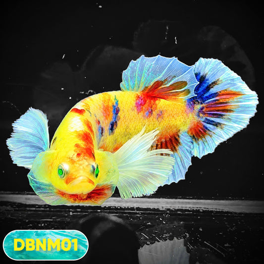 Dumbo Neno Neon Plakat Male Betta Fish | Neon Betta | You Pick Fish