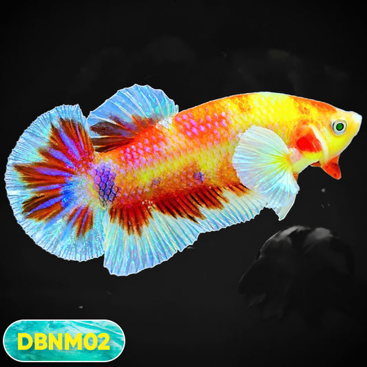 Dumbo Neno Neon Plakat Male Betta Fish | Neon Betta | You Pick Fish