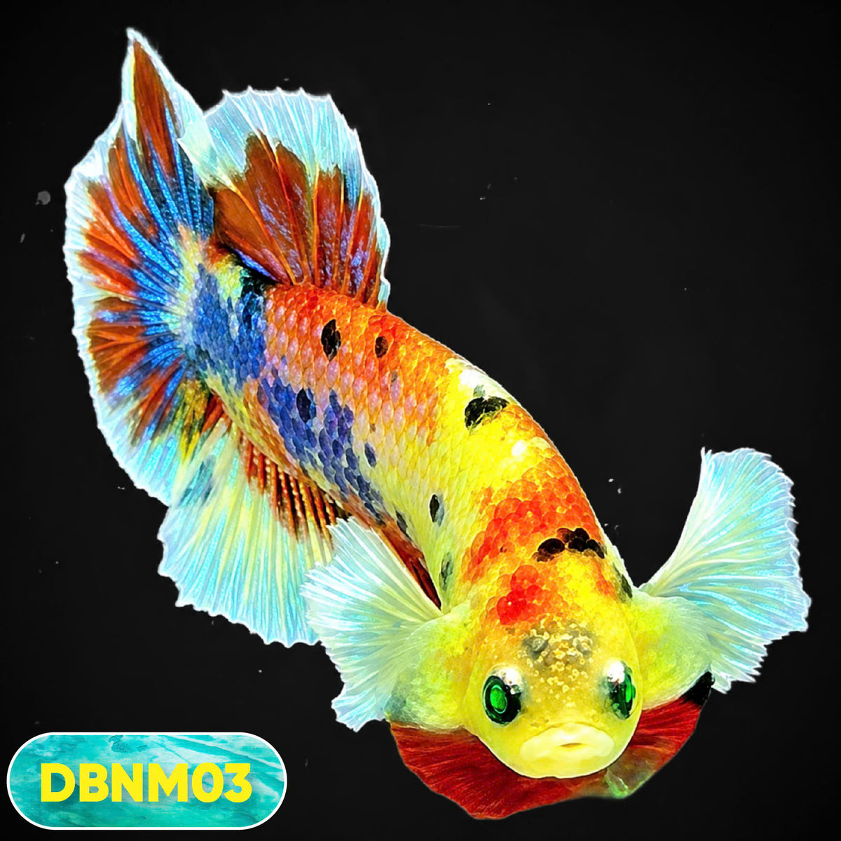 Dumbo Neno Neon Plakat Male Betta Fish | Neon Betta | You Pick Fish