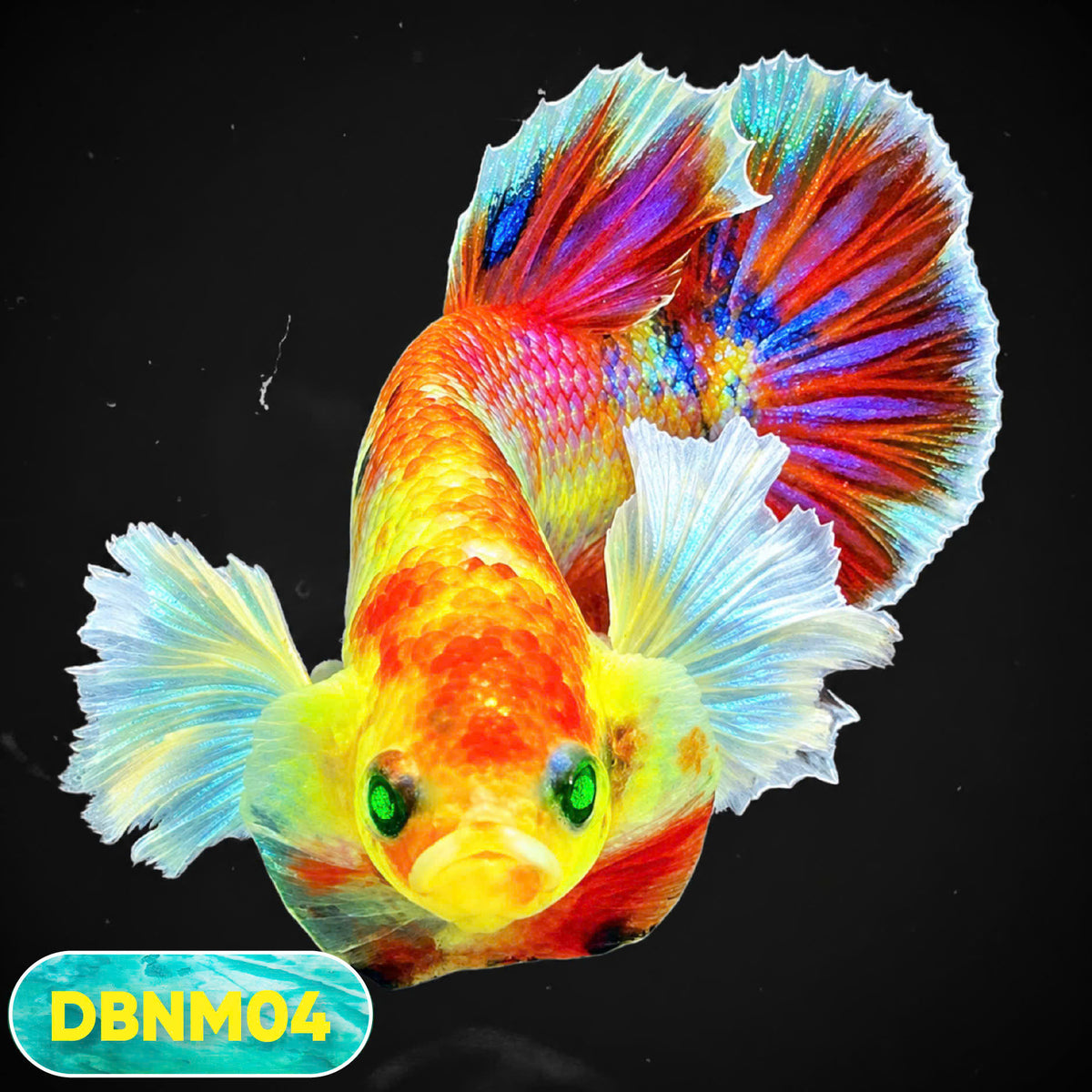 Dumbo Neno Neon Plakat Male Betta Fish | Neon Betta | You Pick Fish