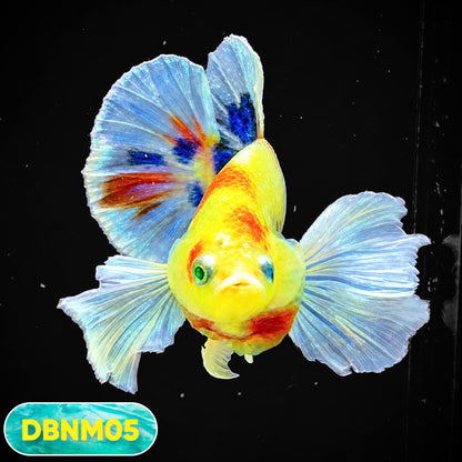 Dumbo Neno Neon Plakat Male Betta Fish | Neon Betta | You Pick Fish