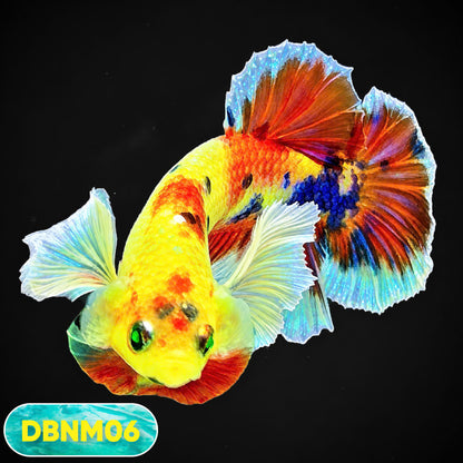 Dumbo Neno Neon Plakat Male Betta Fish | Neon Betta | You Pick Fish