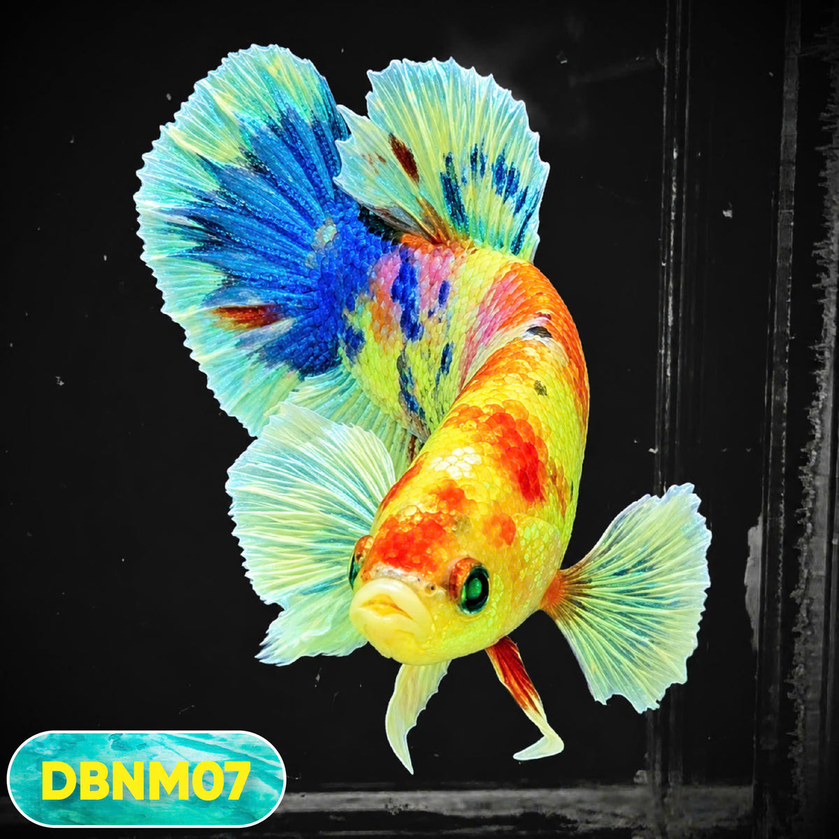 Dumbo Neno Neon Plakat Male Betta Fish | Neon Betta | You Pick Fish