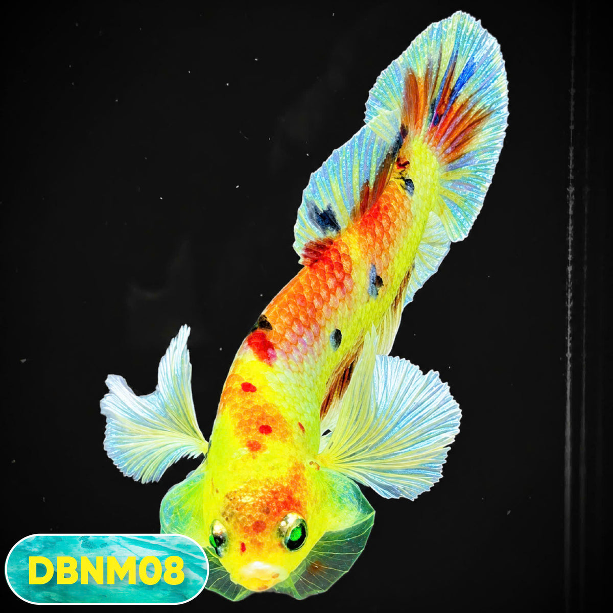Dumbo Neno Neon Plakat Male Betta Fish | Neon Betta | You Pick Fish