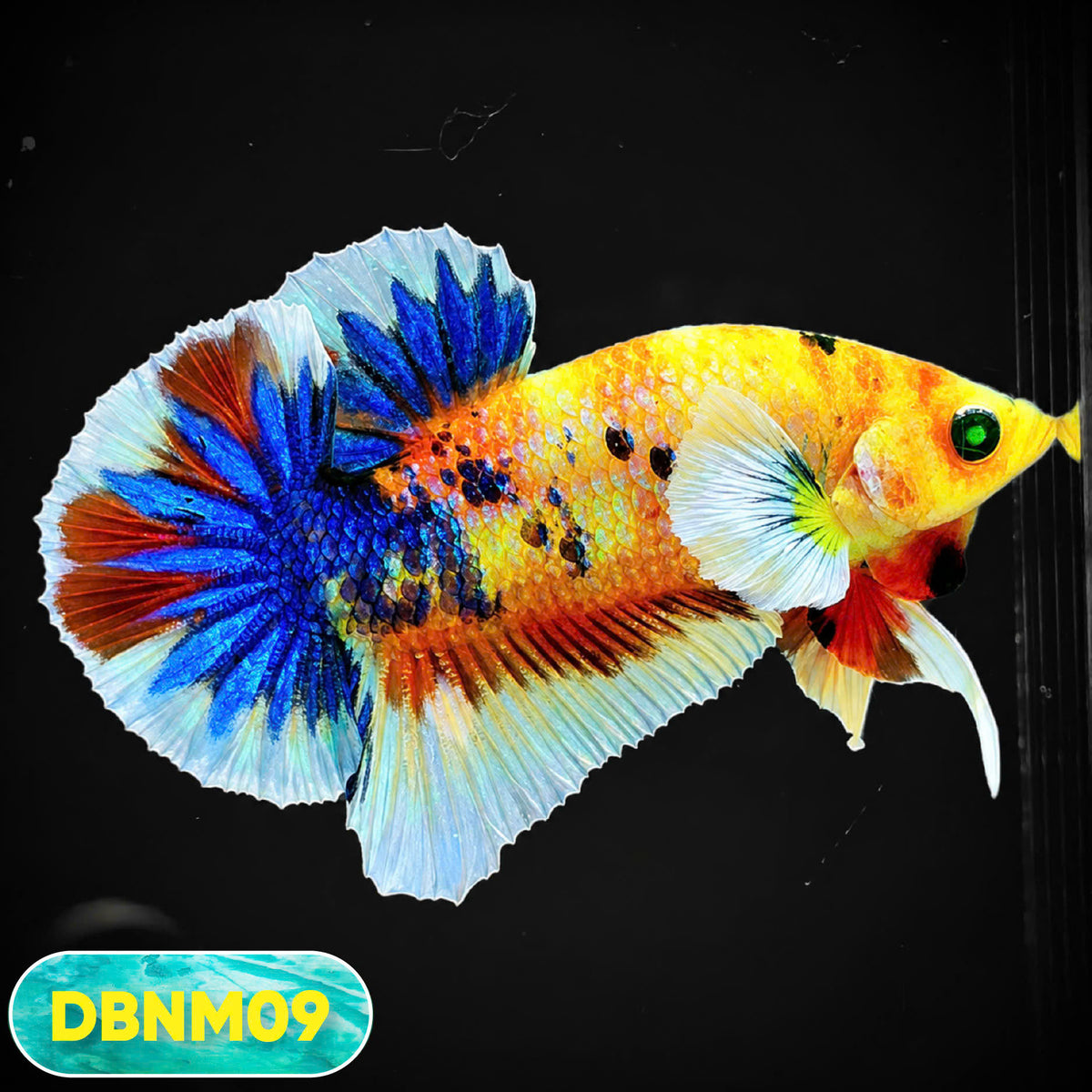 Dumbo Neno Neon Plakat Male Betta Fish | Neon Betta | You Pick Fish