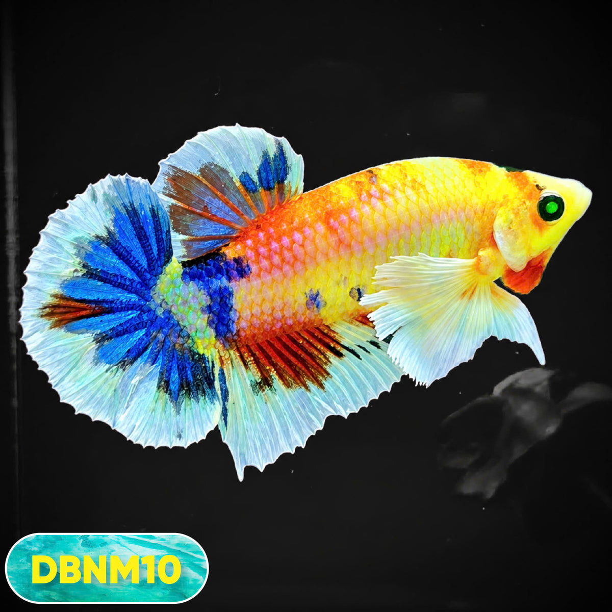 Dumbo Neno Neon Plakat Male Betta Fish | Neon Betta | You Pick Fish