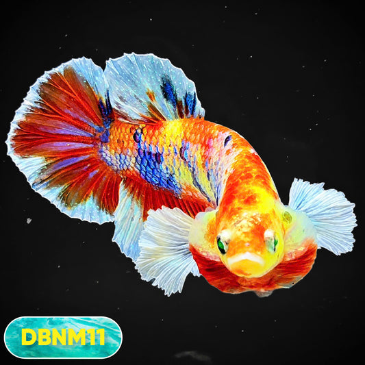 Dumbo Neno Neon Plakat Male Betta Fish | Neon Betta | You Pick Fish