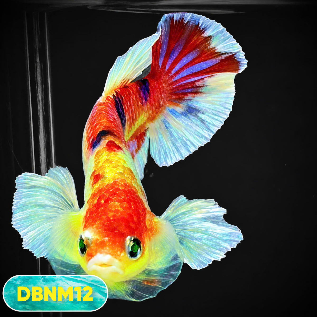 Dumbo Neno Neon Plakat Male Betta Fish | Neon Betta | You Pick Fish