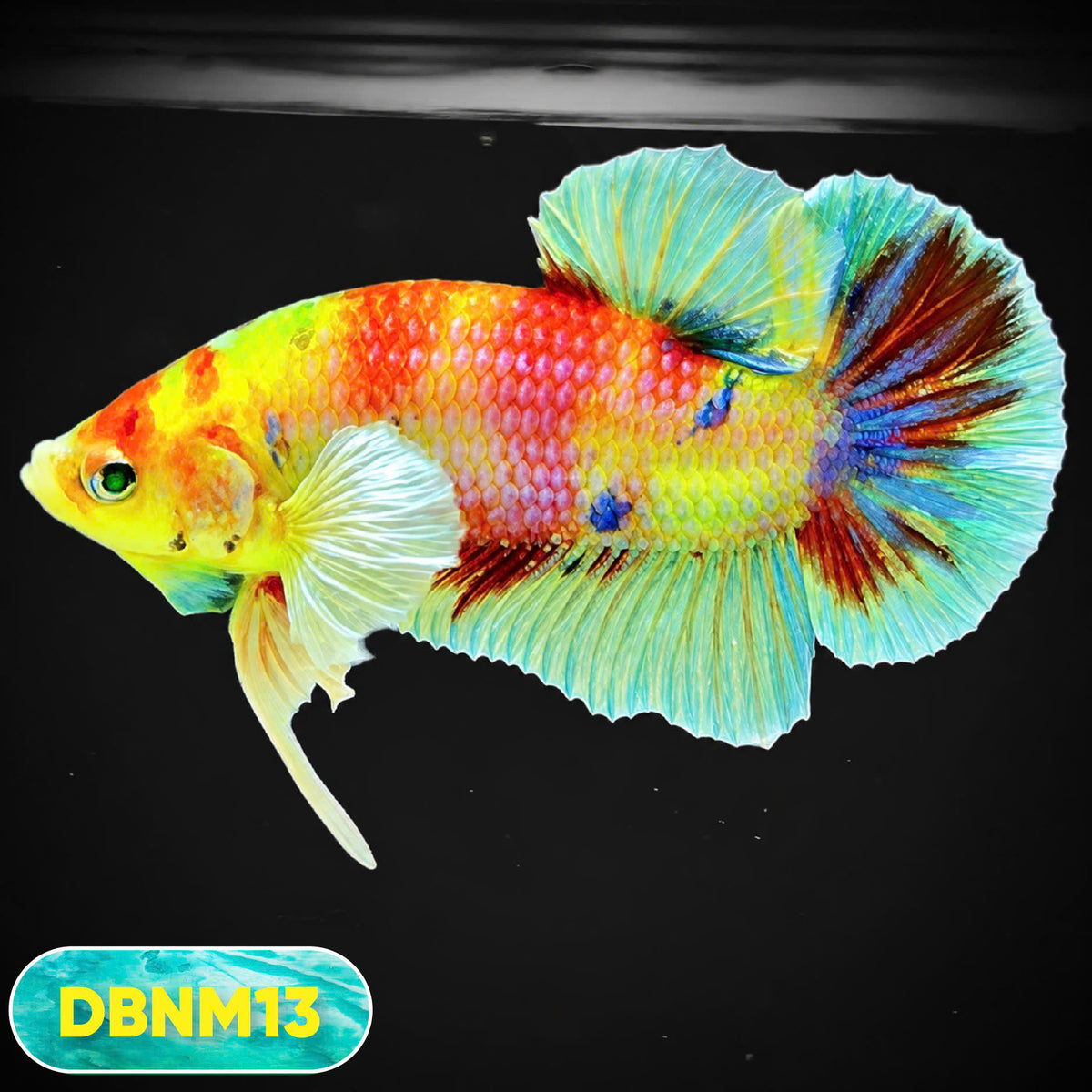Dumbo Neno Neon Plakat Male Betta Fish | Neon Betta | You Pick Fish