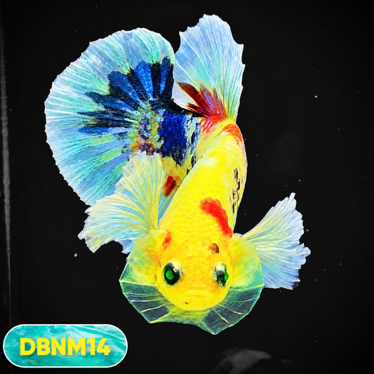 Dumbo Neno Neon Plakat Male Betta Fish | Neon Betta | You Pick Fish