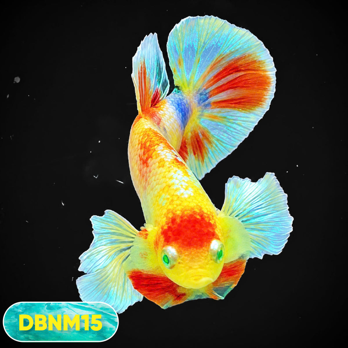 Dumbo Neno Neon Plakat Male Betta Fish | Neon Betta | You Pick Fish