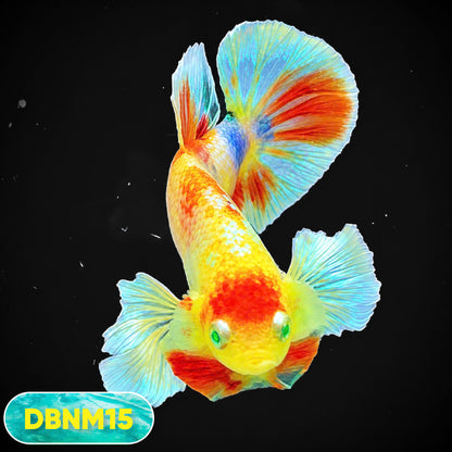 Dumbo Neno Neon Plakat Male Betta Fish | Neon Betta | You Pick Fish