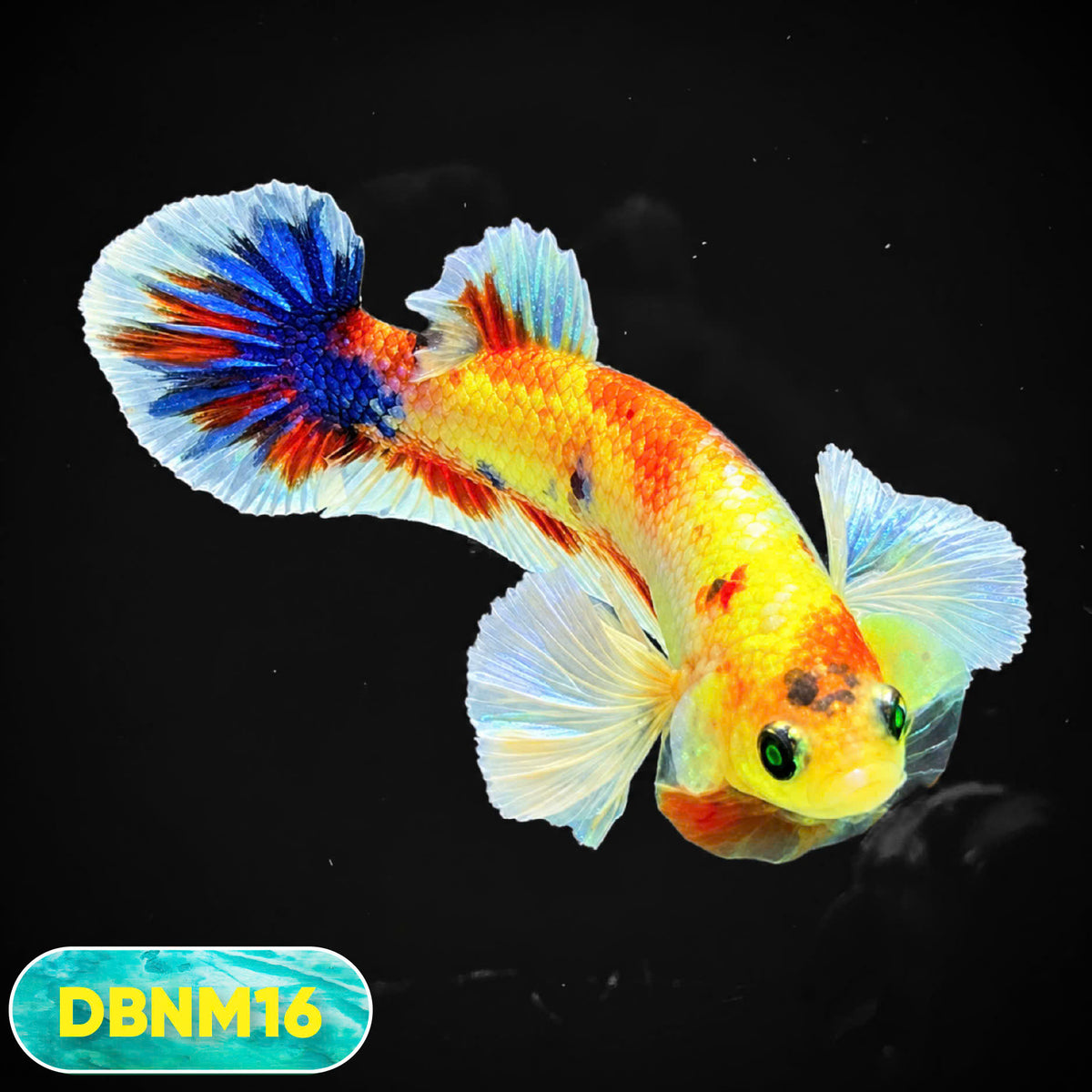Dumbo Neno Neon Plakat Male Betta Fish | Neon Betta | You Pick Fish
