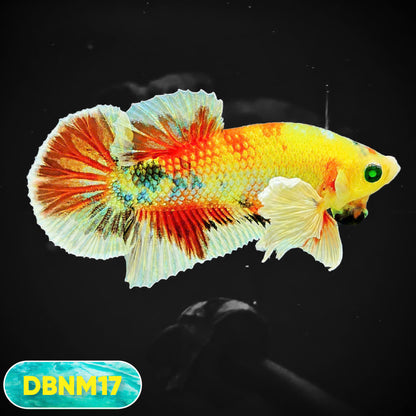 Dumbo Neno Neon Plakat Male Betta Fish | Neon Betta | You Pick Fish