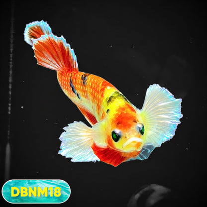 Dumbo Neno Neon Plakat Male Betta Fish | Neon Betta | You Pick Fish