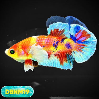 Dumbo Neno Neon Plakat Male Betta Fish | Neon Betta | You Pick Fish