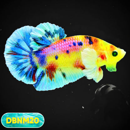 Dumbo Neno Neon Plakat Male Betta Fish | Neon Betta | You Pick Fish