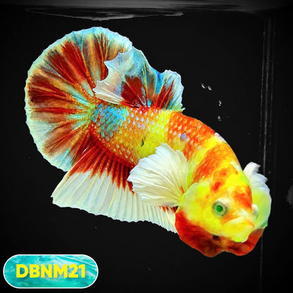 Dumbo Neno Neon Plakat Male Betta Fish | Neon Betta | You Pick Fish