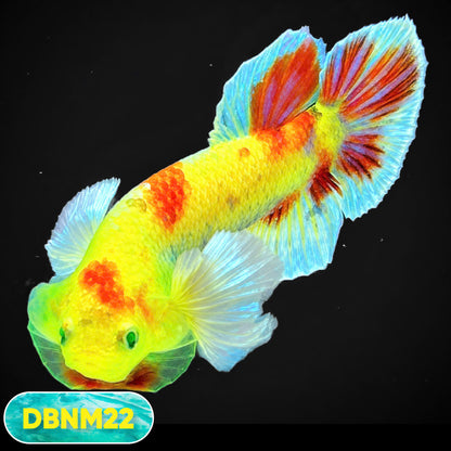 Dumbo Neno Neon Plakat Male Betta Fish | Neon Betta | You Pick Fish